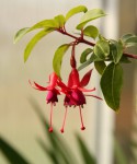 Fuchsia Osmnáctka resize.jpg