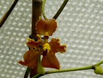 Cirtochilum xanthodon.jpg