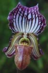 9947_Paphiopedilum fairrieanum.jpg