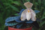 9949_Paphiopedilum concolor.jpg