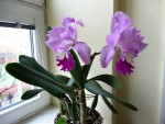 Cattleya fialová.jpg