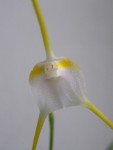 Masdevallia mejiana (9).JPG