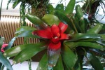 Neoregelia carolinae.JPG