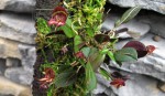 Lepanthes quadricornis.jpg