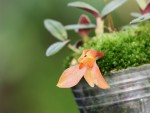 Dendrobium cuthbertsonii - forum.jpg