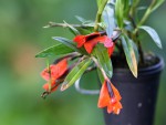 Dendrobium vexillarius var. uncinatum - forum.jpg