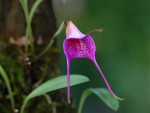 Masdevallia glandulosa - forum.jpg