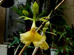 Epidendrum.jpg