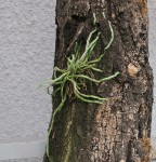 Chiloschista yunnanensis.jpg