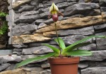 Paph.t.jpg