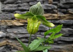 Paph.v.jpg