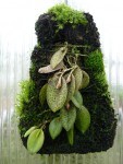 Pleurothallis dodsonii.jpg