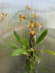 Odontoglossum triumphas-rostlina.JPG