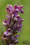 Prstnatec májový (Dactylorhiza majalis).JPG