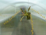 Sigmatostalix guatemalensis1.jpg