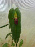 Pleurothallis ascera JPG.jpg