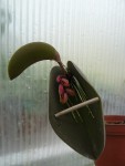 Pleurothallis prolifera1.jpg