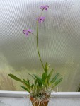 Laelia mantiqueira-rostlina.jpg