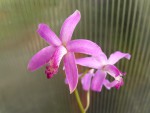 Laelia mantiqueira.jpg