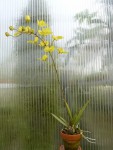 Oncidium onustum-rostlina1.jpg