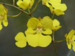 Oncidium onustum2.jpg