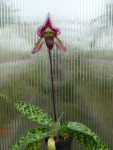 Paph. callosum3.jpg