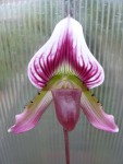 Paph. callosum2.jpg