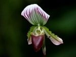 Paphiopedilum callosum-forum.I.jpg