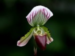 Paphiopedilum callosum-forum.II.jpg