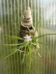 Holcoglossum sinicum-rostlina.jpg