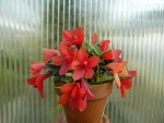 Dendrobium cuthbertsonii red .jpg