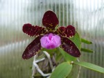 Cattleya aclandiae .jpg