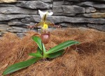 Paph.t.jpg