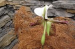 Paph.t-.jpg