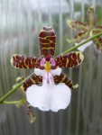 Oncidium leucochilum2.jpg