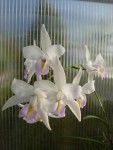 Laelia albida.jpg