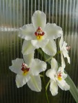 Odontoglossum nobile1.jpg