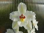 Odontoglossum nobile2.jpg