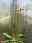 Paphiopedilum mastersianum-rostlina.jpg