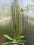 Paphiopedilum mastersianum-rostlina.jpg