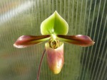 Paphiopedilum mastersianum1.jpg