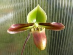 Paphiopedilum mastersianum2.jpg