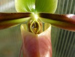 Paphiopedilum mastersianum-staminodium.jpg