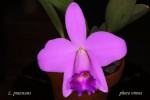 IMG_0685  Laelia praestans.jpg