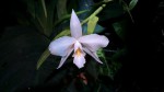 dendrobium 1.JPG