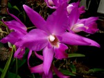 Laelia gouldiana.jpg