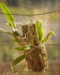 L. pumila.JPG