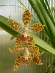 Odontoglossum schillerianum-květ.jpg