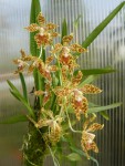 Odontoglossum schillerianum-květenství1.jpg