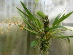 Odontoglossum schillerianum-rostlina.jpg